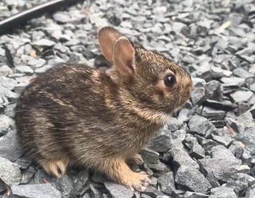 baby bunny rabbit in garden