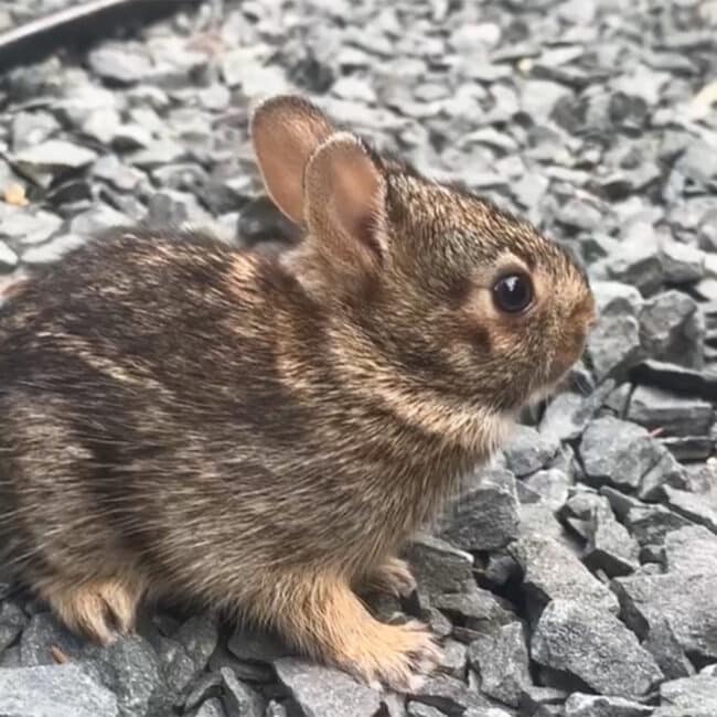baby bunny rabbit in garden
