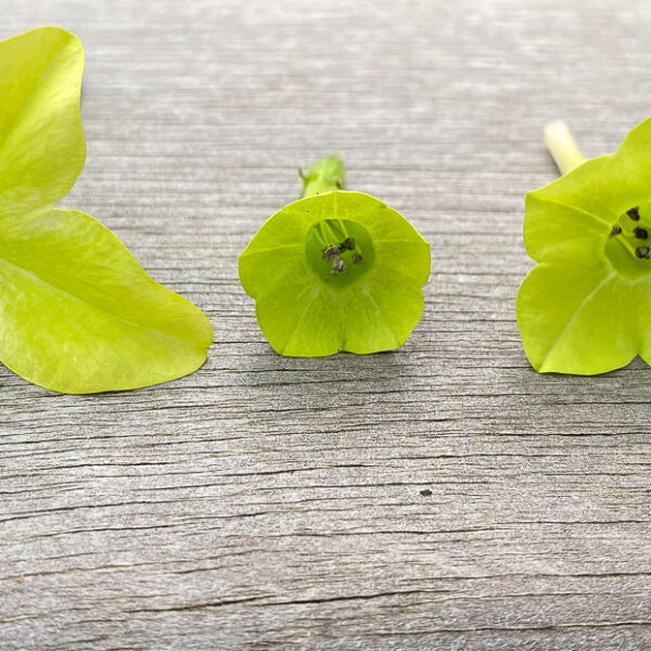 Three nicotiana flowers