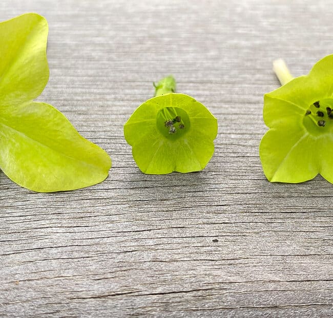 Three nicotiana flowers