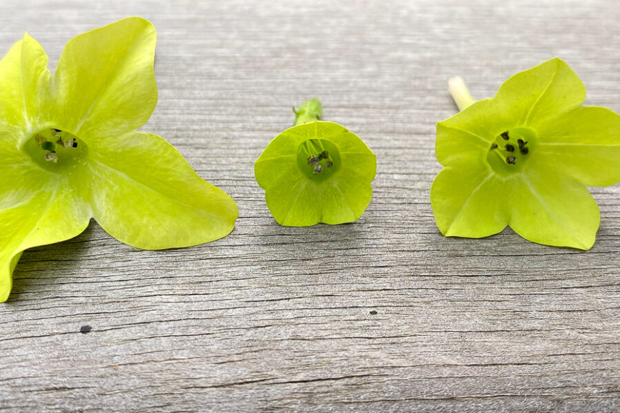 Three nicotiana flowers