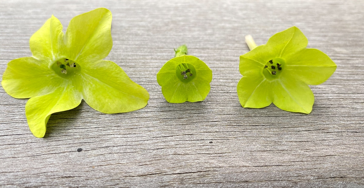 Three nicotiana flowers