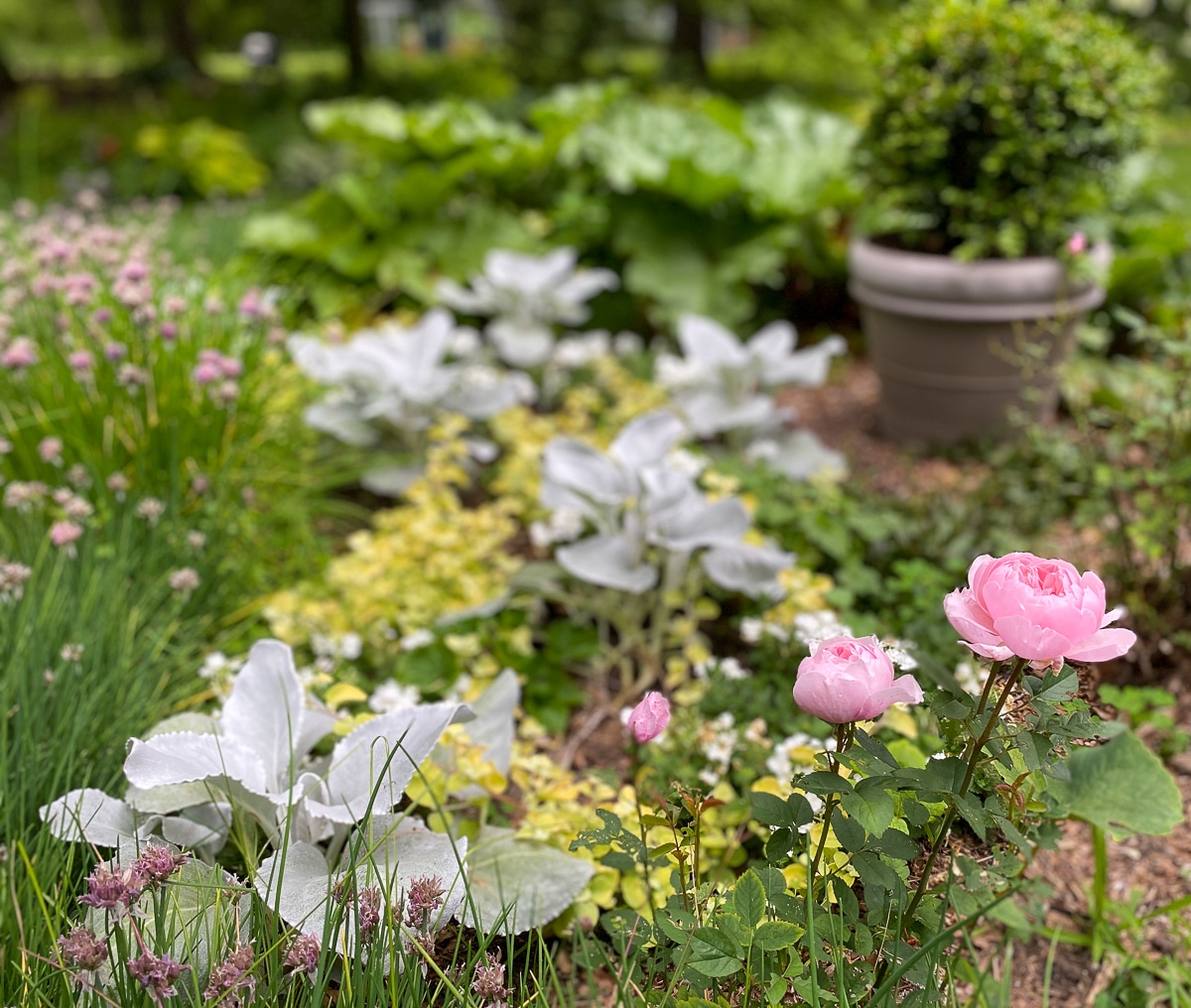 annuals flowers