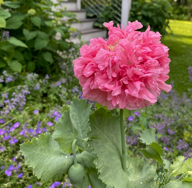 Double pink poppy