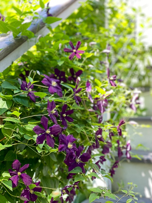 'Etoile Violette' clematis