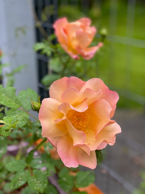 'Fighting Temeraire' David Austin rose