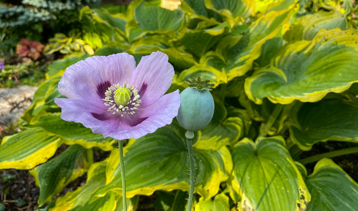 lilac poppy