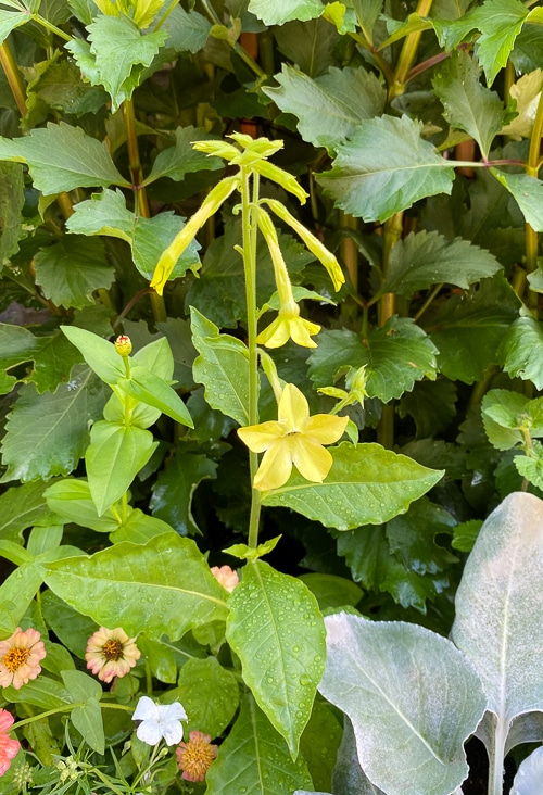 nicotiana alata 'lime green