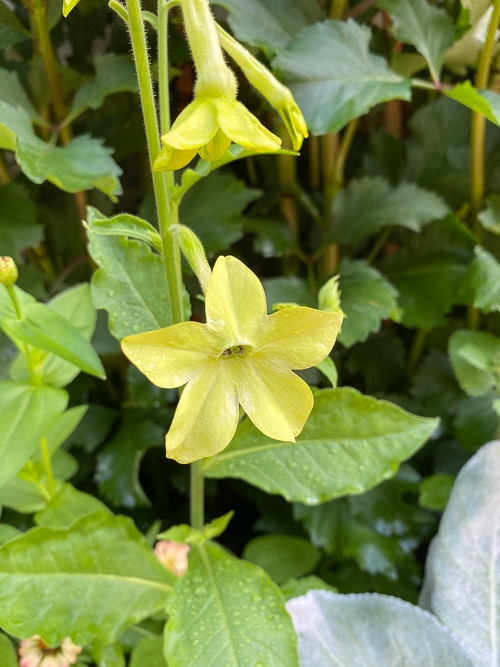 Nicotiana alata 'Lime Green' flower