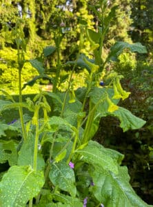 Nicotiana langsdorfii