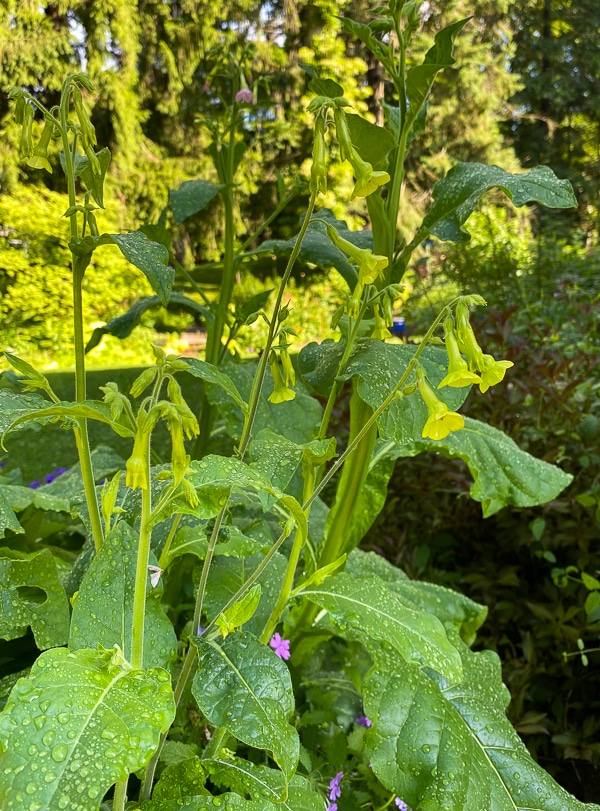 Nicotiana langsdorfii 