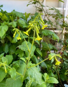 Hybrid nicotiana