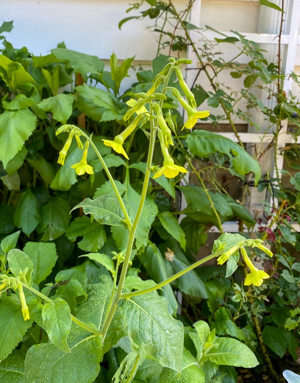 Hybrid nicotiana