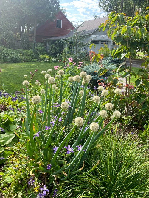 'Arabella' clematis growing through welsh onion