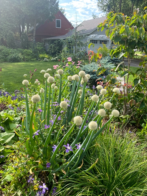 'Arabella' clematis growing through welsh onion