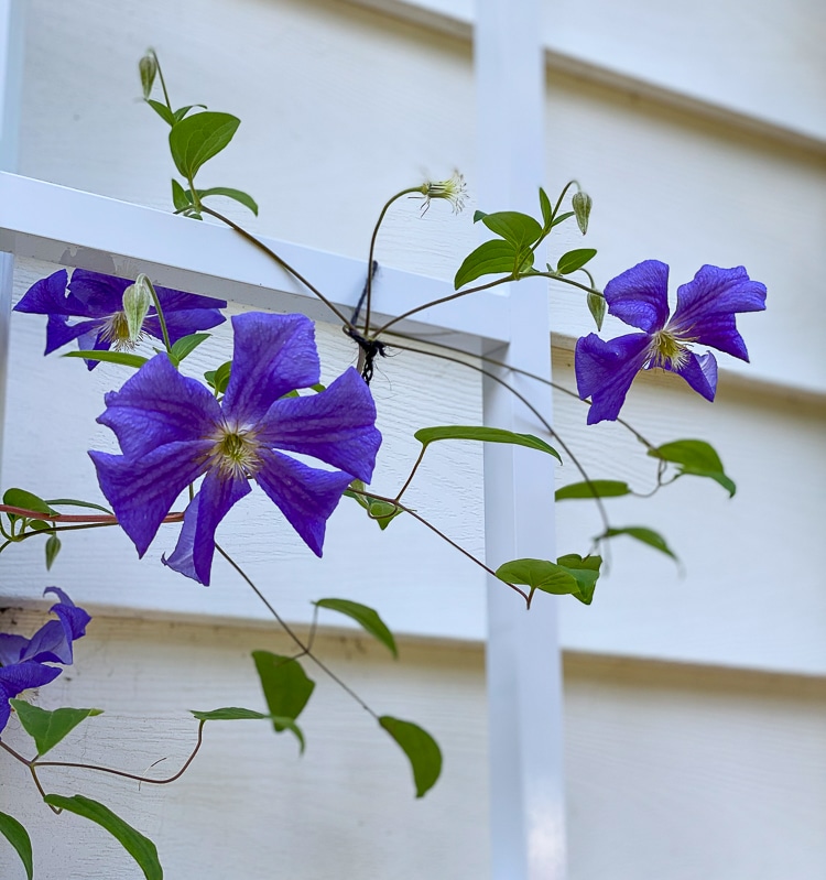 'Perle d' Azur' clematis