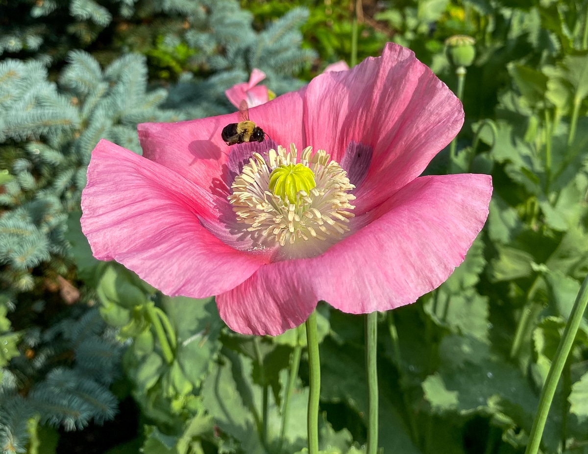 single pink poppy with bee