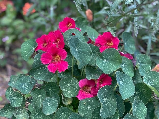 Bright pink, small-flowered nastrium with dark green leaves in a good mounding form