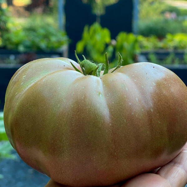 Large Brandyfred tomato in hand