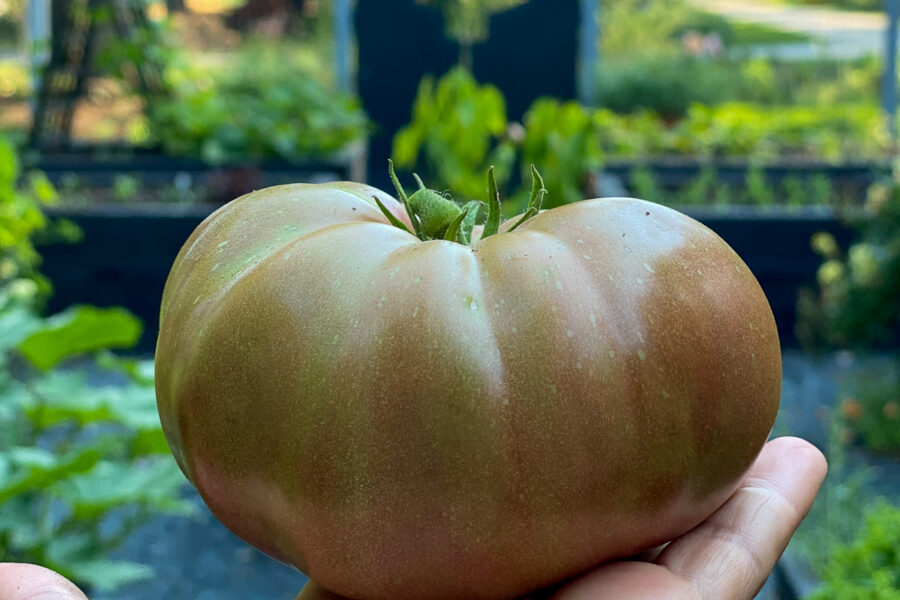 Large Brandyfred tomato in hand