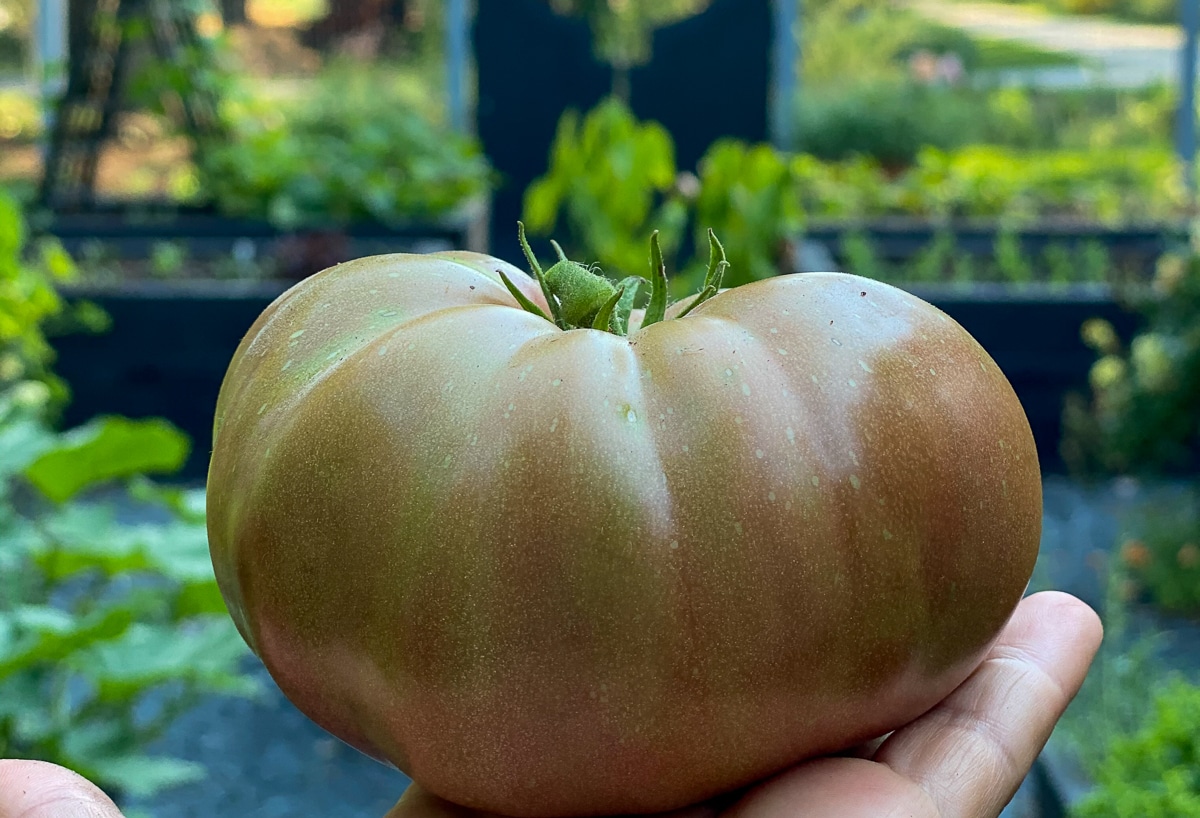 Large Brandyfred tomato in hand