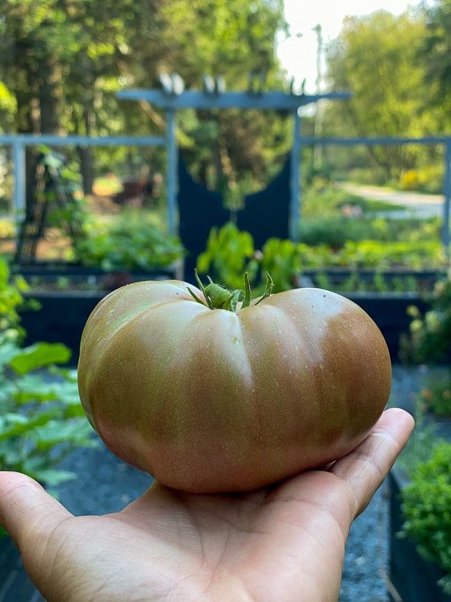 large tomato just picked to be ripened on a windowsill