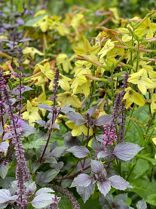 Wild magic purple basil planted with Nicotiana Antique Perfume Lime, with yellow-green flowers with red undersides.