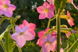 pink nicotiana flowers backlit during the golden hour