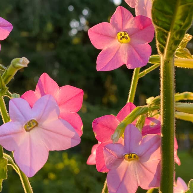 pink nicotiana flowers backlit during the golden hour