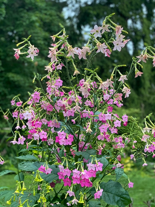 Nicotiana alata x mutabilis 'Bella' pink tobacco plant, dark pink to light pink flowers on a tall plant