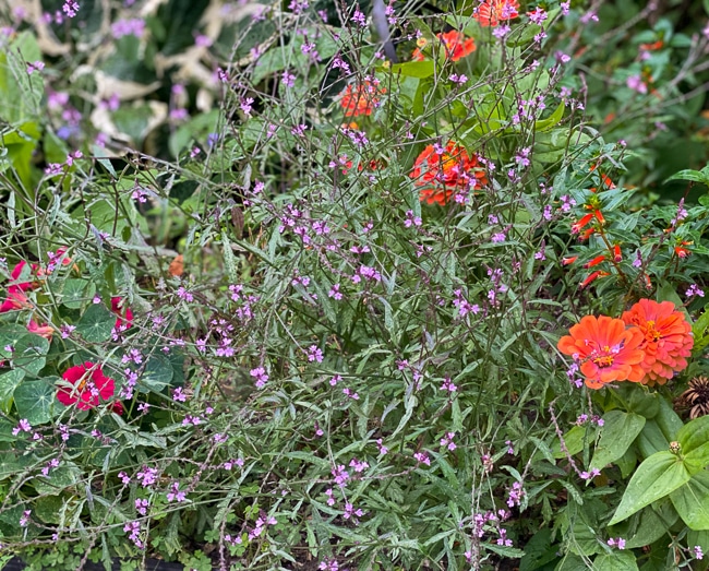 Airy plant with pink flowers growing near zinnias