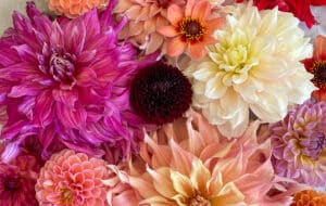 group of dahlias