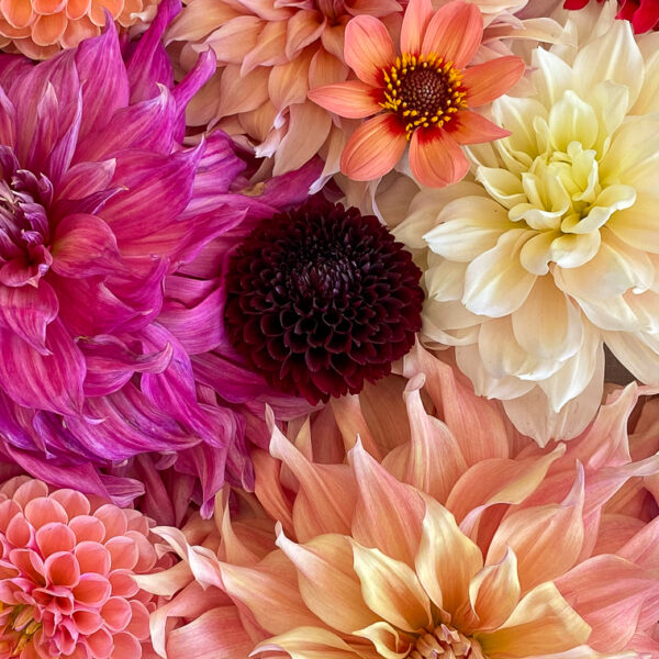 group of dahlias