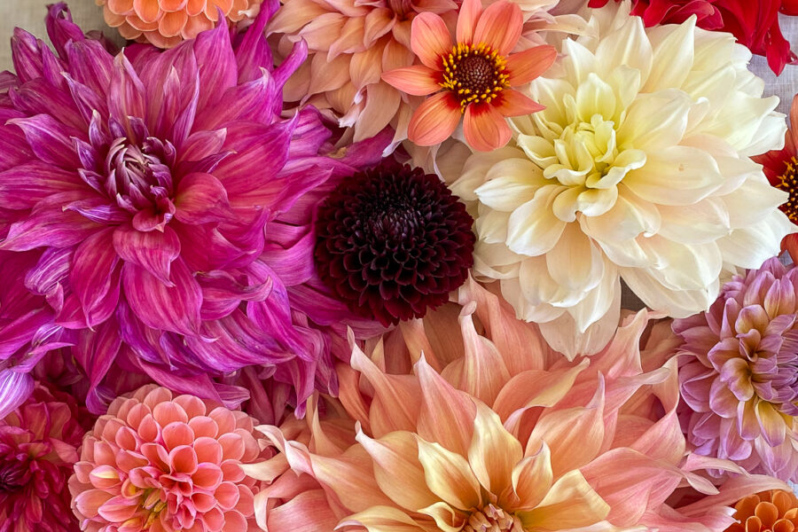 group of dahlias