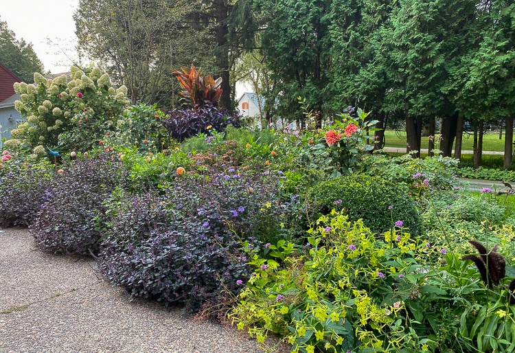 'Wild Magic' basil plants flopping over patio