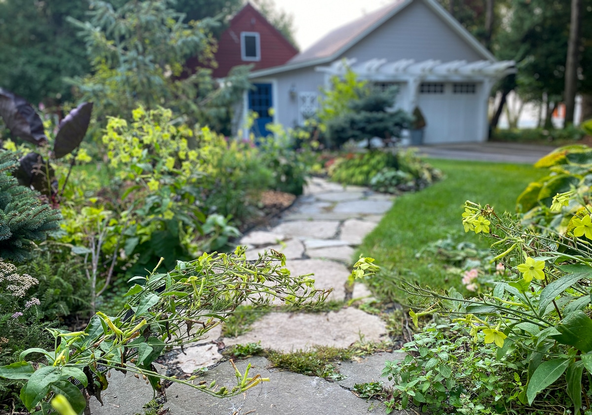 Nicotiana plants bending over stone garden path