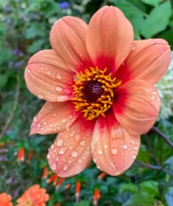 HS Date single dahlia