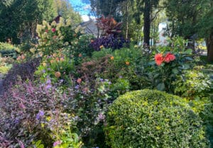 garden with boxwood, dahlias, hydrangea