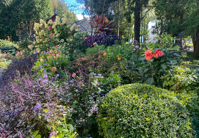 garden with boxwood, dahlias, hydrangea 