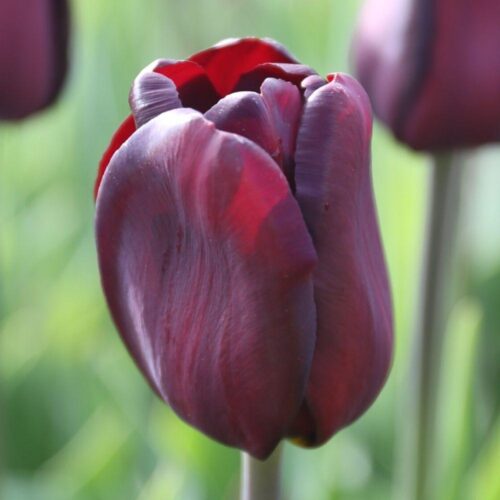 Continental tulip