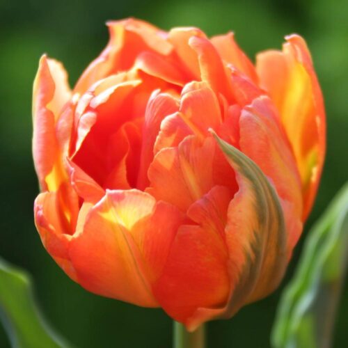 Monte Orange tulip