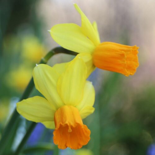 Jetfire daffodil