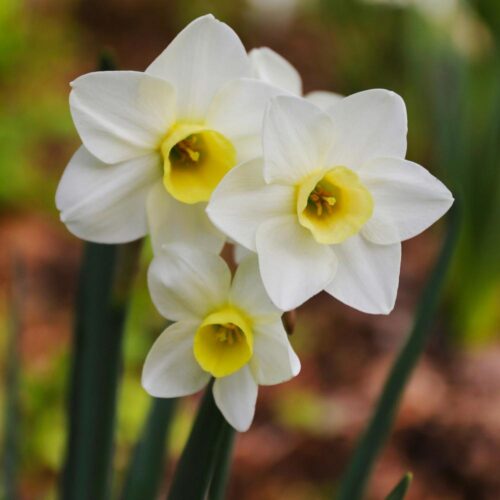 Silver Smiles daffodil