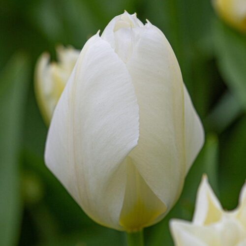 Emperor White tulip