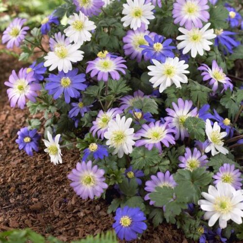 anemone blanda