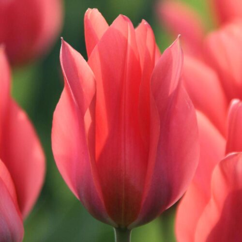 Toronto tulip