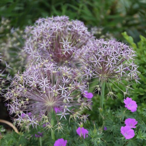 allium christophii