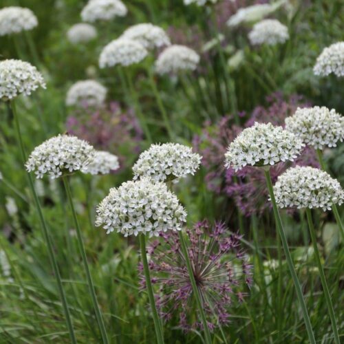 allium nigurm