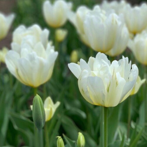 Exotic Emperor tulip