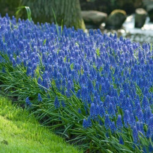 Muscari Armeniacum